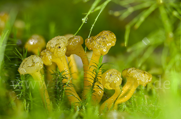 Grüngelbes Gallertkäppchen (Leotia lubrica)