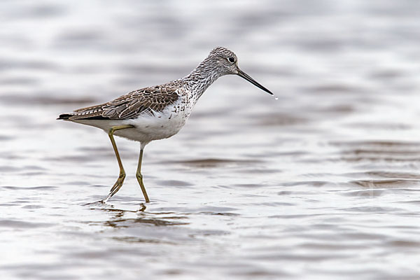 Grünschenkel (Tringa nebularia)