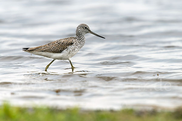 Grünschenkel (Tringa nebularia)