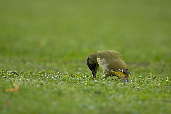 Grünspecht (Picus viridis)