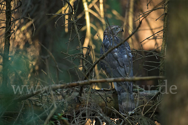 Habicht (Accipiter gentilis)