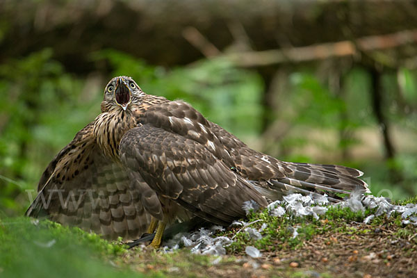 Habicht (Accipiter gentilis)