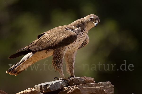 Habichtsadler (Aquila fasciata)