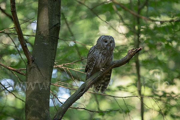 Habichtskauz (Strix uralensis)