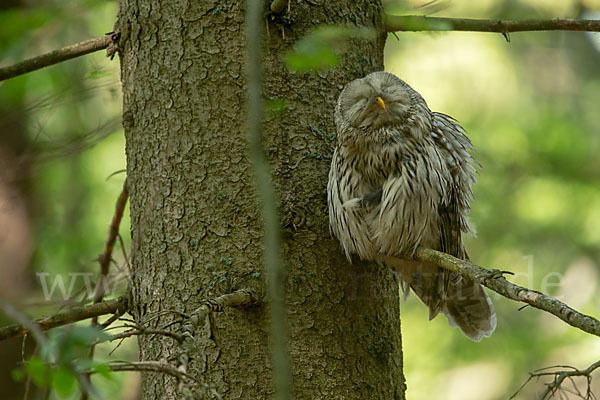 Habichtskauz (Strix uralensis)