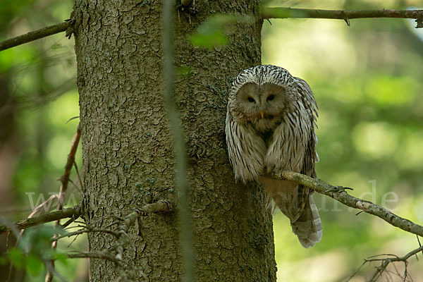 Habichtskauz (Strix uralensis)