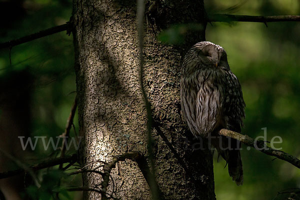 Habichtskauz (Strix uralensis)