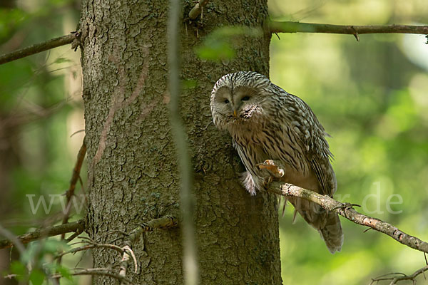 Habichtskauz (Strix uralensis)