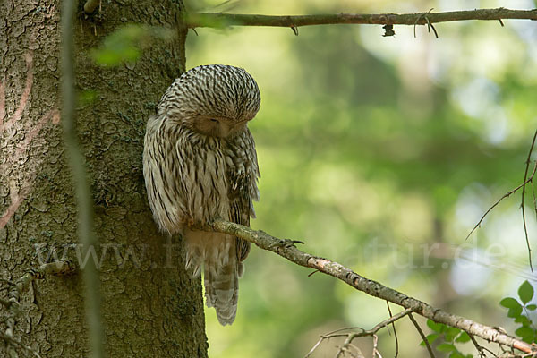 Habichtskauz (Strix uralensis)