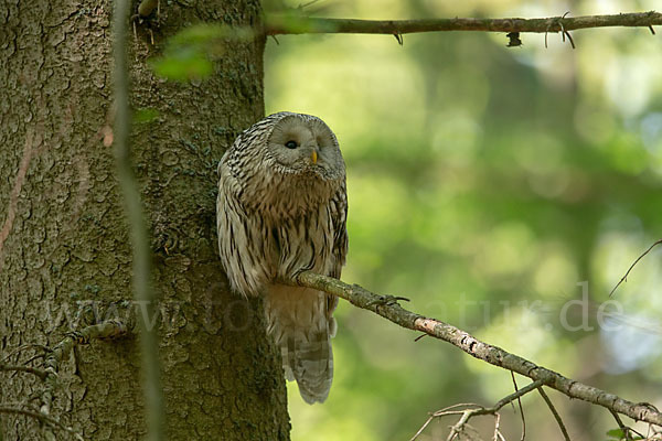 Habichtskauz (Strix uralensis)