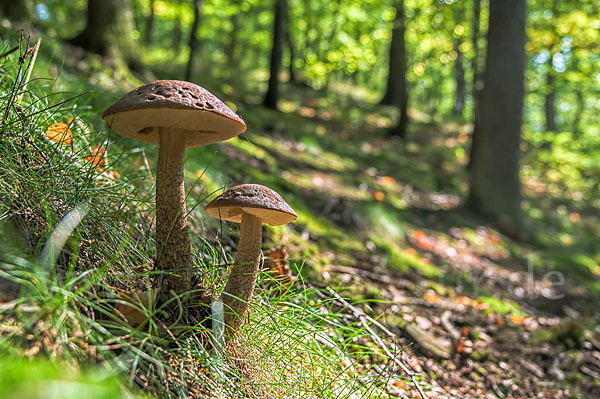 Hainbuchenraufuß (Leccinellum pseudoscabrum)