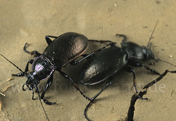 Hainlaufkäfer (Carabus nemoralis)