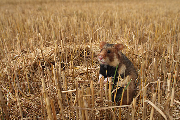 Hamster (Cricetus cricetus)