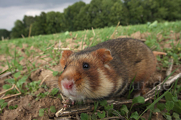 Hamster (Cricetus cricetus)