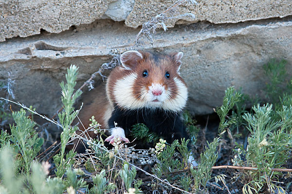 Hamster (Cricetus cricetus)