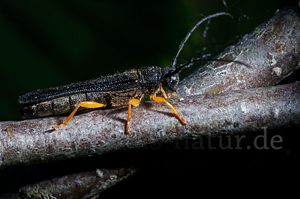 Haselbock (Oberea linearis)