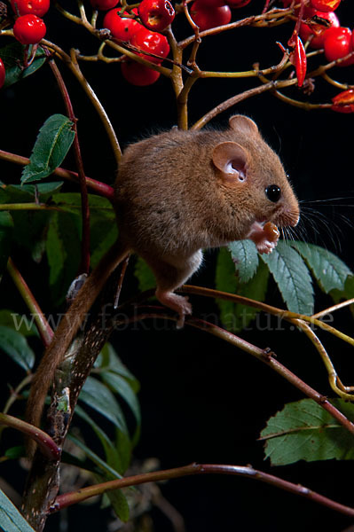 Haselmaus (Muscardinus avellanarius)