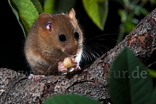 Haselmaus (Muscardinus avellanarius)