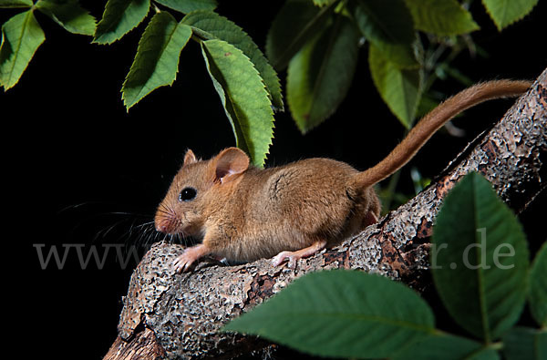 Haselmaus (Muscardinus avellanarius)