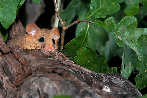 Haselmaus (Muscardinus avellanarius)