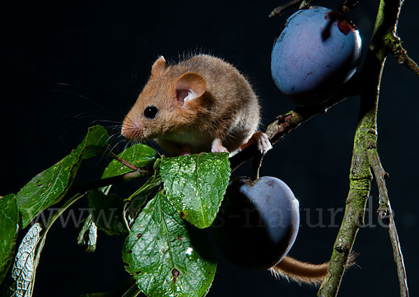 Haselmaus (Muscardinus avellanarius)