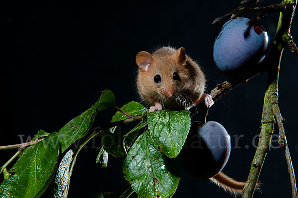 Haselmaus (Muscardinus avellanarius)