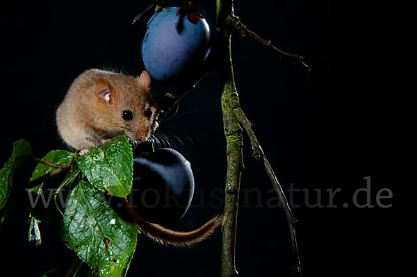 Haselmaus (Muscardinus avellanarius)