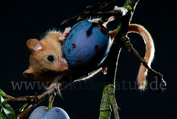 Haselmaus (Muscardinus avellanarius)