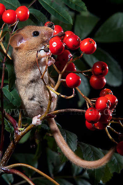 Haselmaus (Muscardinus avellanarius)