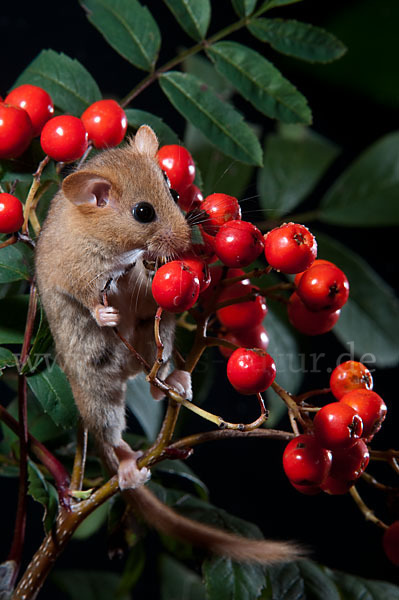 Haselmaus (Muscardinus avellanarius)