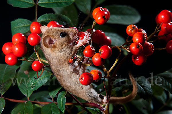 Haselmaus (Muscardinus avellanarius)