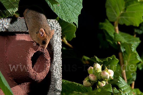 Haselmaus (Muscardinus avellanarius)