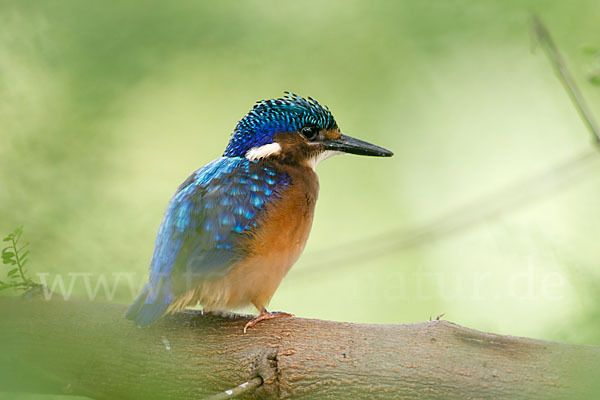 Haubenzwergfischer (Alcedo cristata)