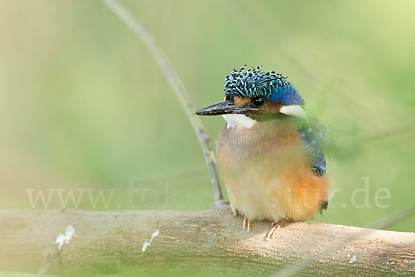 Haubenzwergfischer (Alcedo cristata)