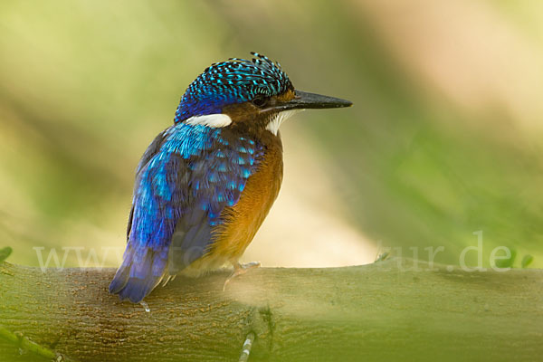 Haubenzwergfischer (Alcedo cristata)