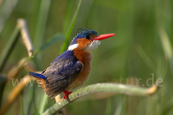 Haubenzwergfischer (Alcedo cristata)