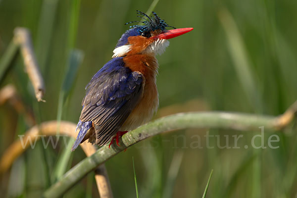 Haubenzwergfischer (Alcedo cristata)