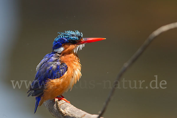 Haubenzwergfischer (Alcedo cristata)