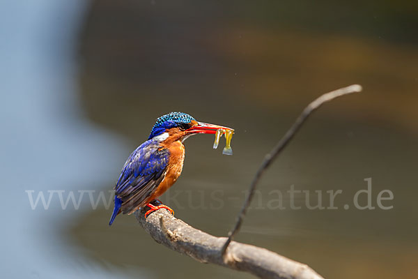 Haubenzwergfischer (Alcedo cristata)