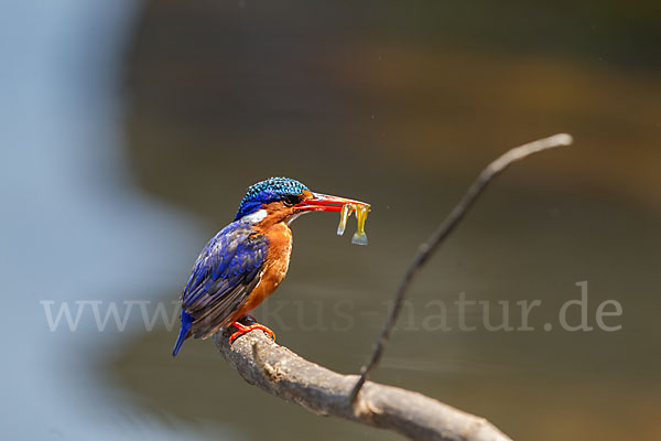 Haubenzwergfischer (Alcedo cristata)