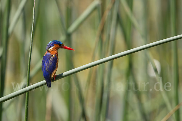 Haubenzwergfischer (Alcedo cristata)