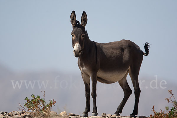 Hausesel (Equus asinus)