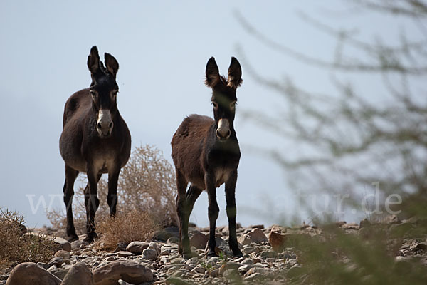 Hausesel (Equus asinus)