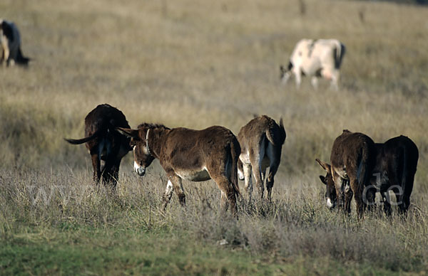 Hausesel (Equus asinus)