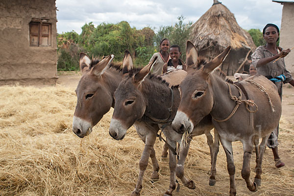 Hausesel (Equus asinus)