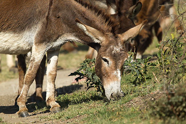 Hausesel (Equus asinus)