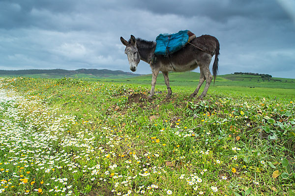 Hausesel (Equus asinus)