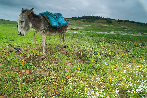 Hausesel (Equus asinus)