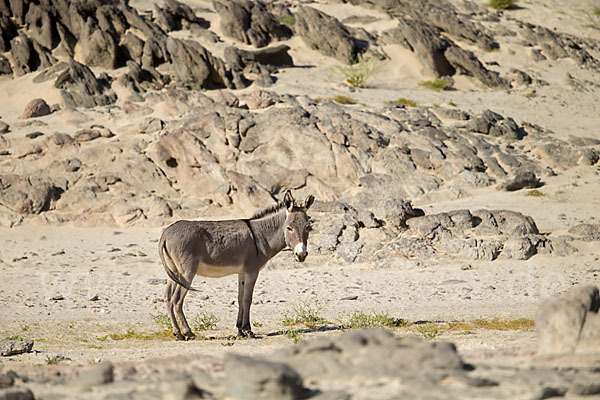 Hausesel (Equus asinus)