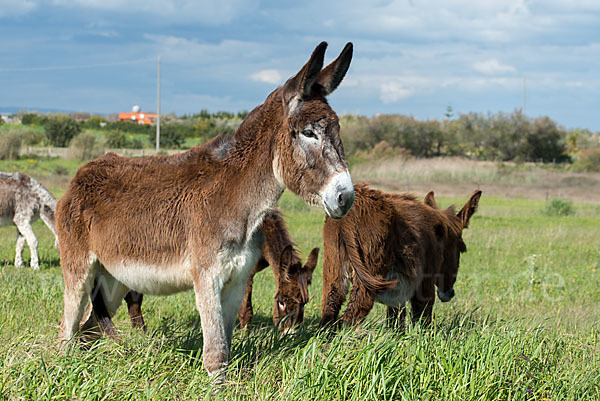 Hausesel (Equus asinus)